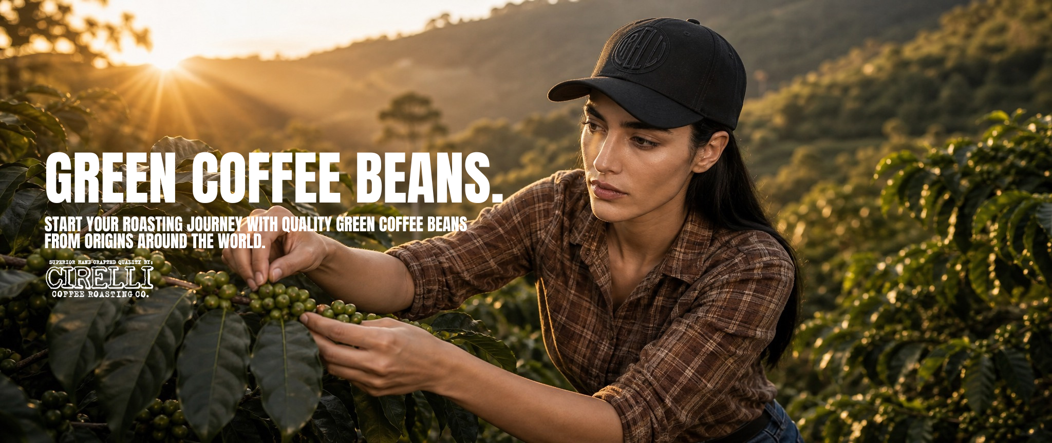 A woman wearing a black baseball cap and a brown plaid shirt harvests green coffee cherries from a plant in a sunlit coffee plantation.