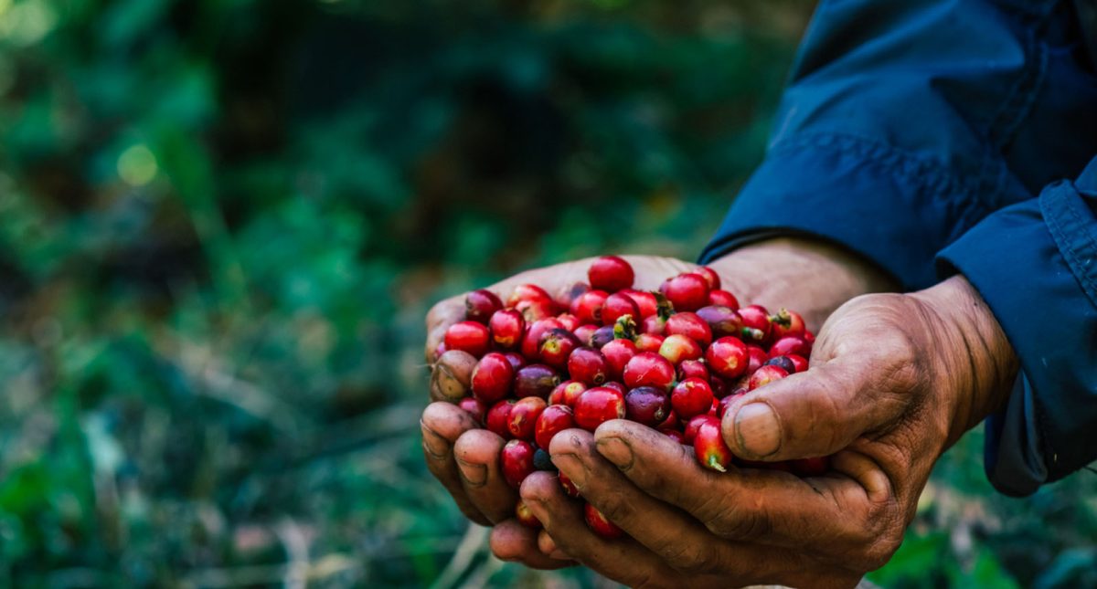 learn about coffee - Coffee Knowledge